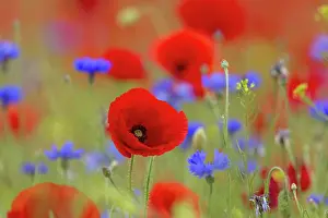 Cornflowers: Corn Poppy and Cornflower