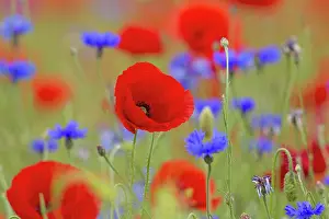 Cornflowers: Corn Poppy and Cornflower