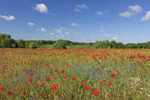 Cornflowers: Corn Poppy and Cornflower
