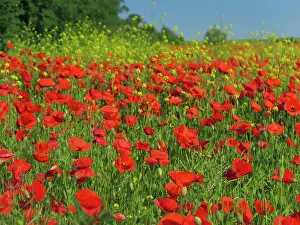 Brandenburg: Corn poppy, field near Ketzin, Havelland, Brandenburg