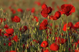 Brandenburg: Corn Poppy (Papaver rhoeas) in a field, Potsdam