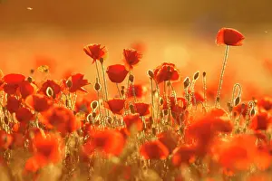 Papaver: Corn poppy (Papaver rhoeas) in a wheat field in