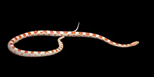 Pantherophis: Corn / Red Rat Snake - Candy cane' mutation