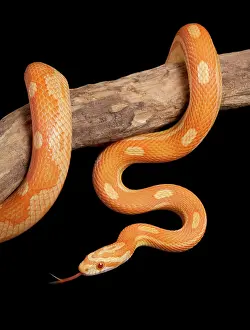 Pantherophis: Corn / Red Rat Snake - Crealmsicle motley' mutation