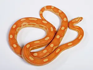 Pantherophis: Corn / Red Rat Snake - Crealmsicle motley' mutation