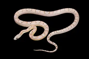 Pantherophis: Corn / Red Rat Snake - ghost bloodred' mutation