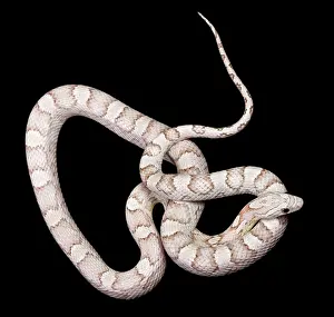Pantherophis: Corn / Red Rat Snake - Ghost Silver Queen mutation