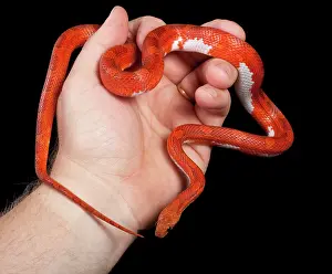 Pantherophis: Corn / Red Rat Snake - in hand - Hypo blood pied