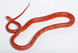 Pantherophis: Corn / Red Rat Snake - Hypo blood pied side' mutation