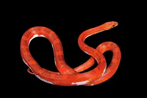Pantherophis: Corn / Red Rat Snake - Hypo blood pied side' mutation