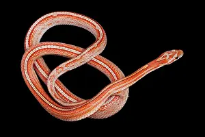 Pantherophis: Corn / Red Rat Snake - Miami stripe' mutation
