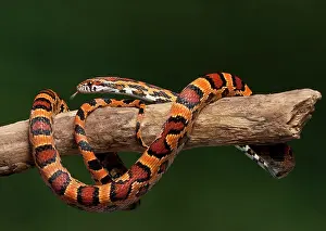 Pantherophis: Corn / Red Rat Snake - Okeetee' mutation