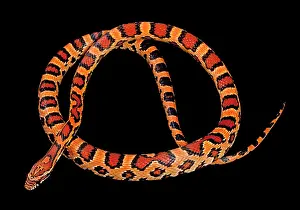 Pantherophis: Corn / Red Rat Snake - Okeetee' mutation