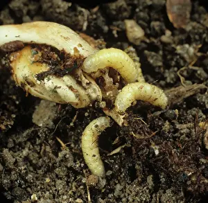 Cucumber: Corn Rootworm (Diabrotica spp.) larvae