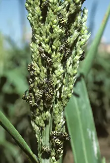 Sorghum: Corn Rootworm (Diabrotica spp.) on Sorghum