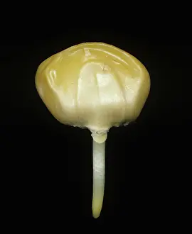 Germinating: Corn seed (Zea mays) germinating