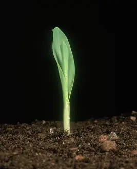 Cotyledon: Corn seedling