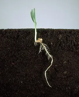 Visible: Corn Seedling