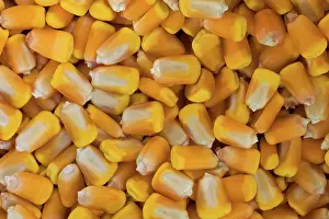 Fuel: Corn Seeds