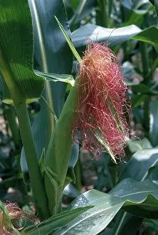 Styles: Corn Silk