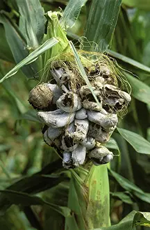 Smut: Corn Smut