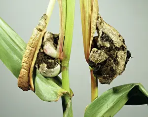 Distorted: Corn smut