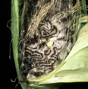 Delicacy: Corn smut