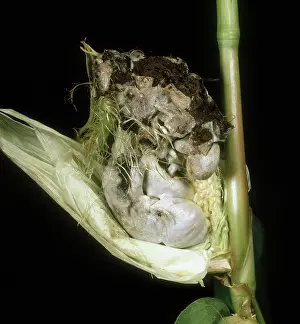 Maize: Corn Smut on Corn