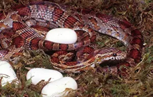 Serpents: Corn Snake