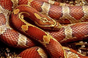 Cornsnake: Corn Snake