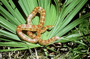 Cornsnake: Corn Snake