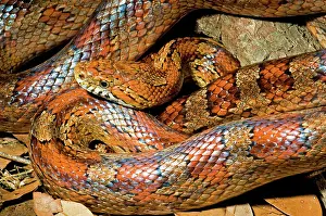 Guttata: Corn Snake