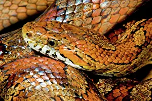 Guttata: Corn Snake
