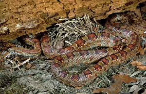 Pantherophis: Corn Snake