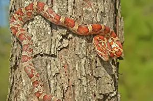 Pantherophis: Corn Snake