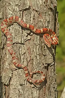 Pantherophis: Corn Snake