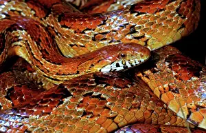 Guttata: Corn Snake