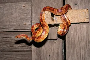 Guttata: Corn Snake