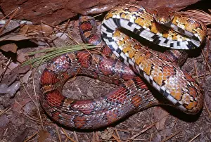 Guttata: Corn Snake