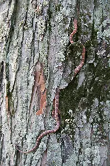 Pantherophis: Corn Snake