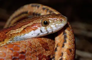 Guttata: Corn Snake