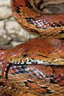 Guttata: Corn Snake