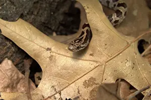 Pantherophis: Corn Snake