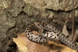 Pantherophis: Corn Snake