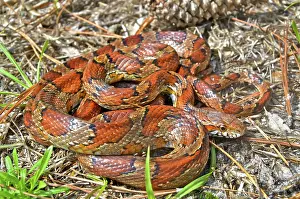 Pantherophis: Corn Snake