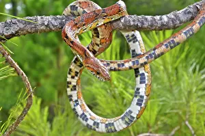 Pantherophis: Corn Snake