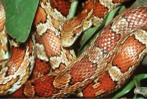 Scales: CORN SNAKE