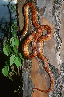 Guttata: Corn Snake Climbing Tree