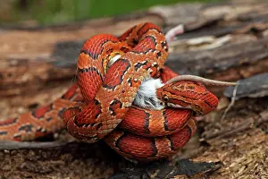 Constricting: Corn Snake - Eating mouse - Captive
