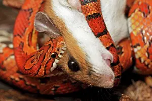 Pantherophis: Corn Snake - Eating a mouse - Captive